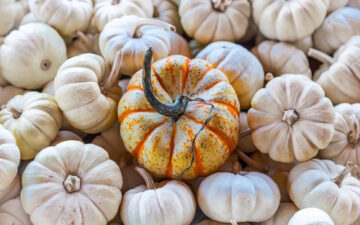 Tulsa's Top 5 Fall Events